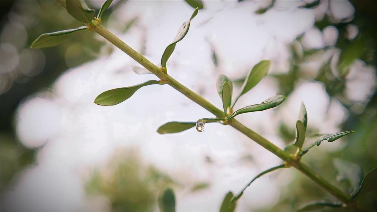 Esenyurt Belediyesi, Asırlık Zeytin Ağaçlarını Kesilmekten Kurtarıp İlçeye Kazandırdı