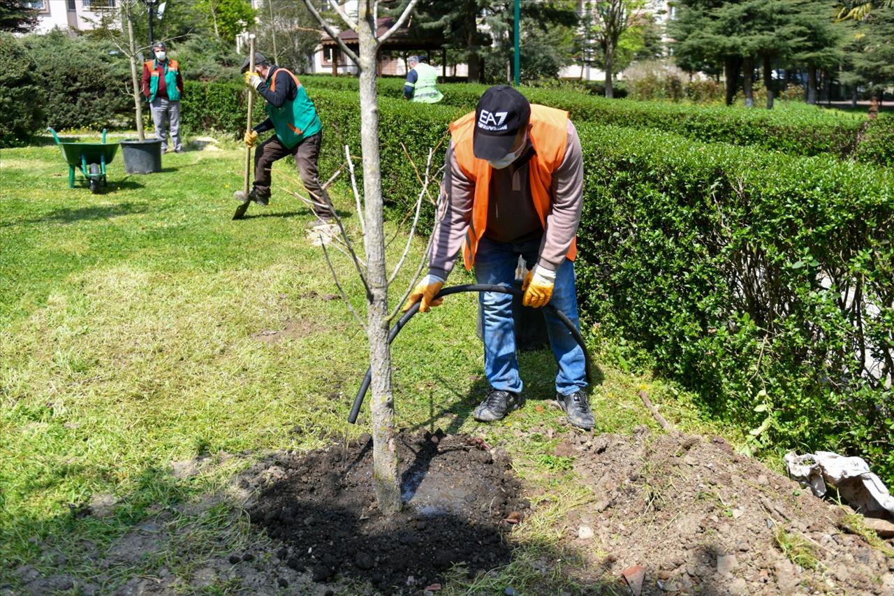 Esenyurt Belediyesi, Kesilmek Zorunda Olan Ağaçların Yerine Yeni Ağaçlar Dikti