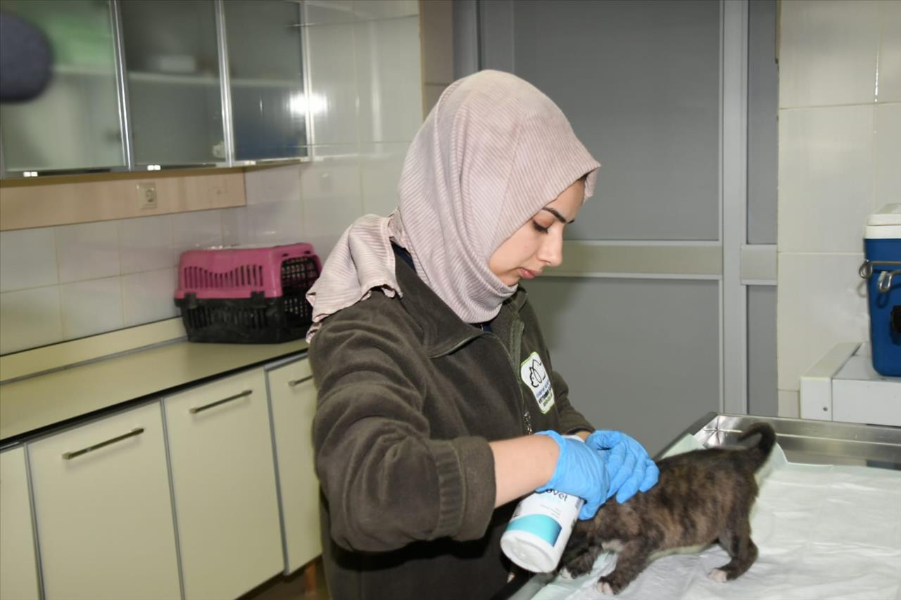 Annesiz Kalan Yavru Köpeğe Esenyurt Belediyesi Sahip Çıktı