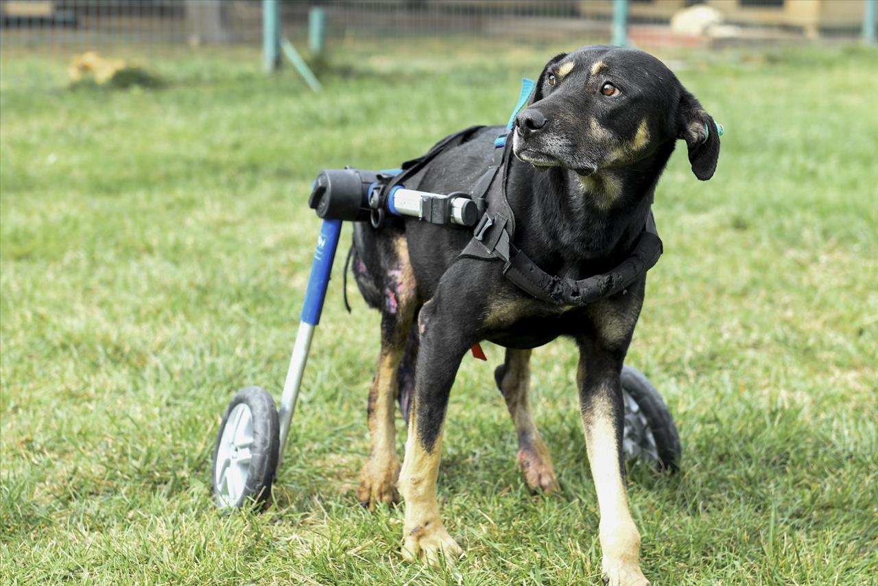 Umut Köpek Özel Tasarlanan Ortopedik Yürüteçle Hayata Tutunuyor 