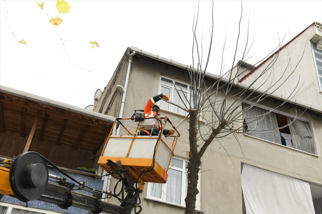 Esenyurt'ta Ağaçlar Budanıyor