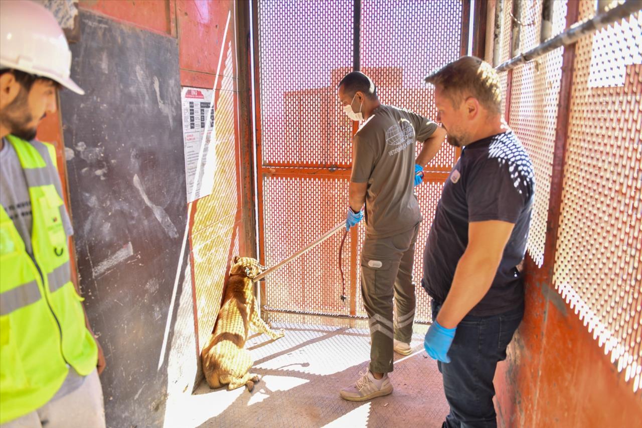 İnşaatta Mahsur Kalan Köpeği Esenyurt Belediyesi Ekipleri Kurtardı