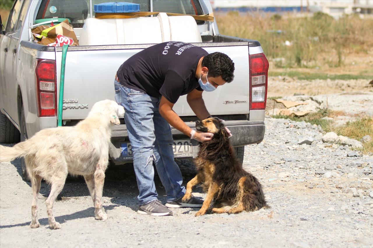 Esenyurt Belediyesi Sokak Hayvanlarına Mama Ve Su Desteğini Sürdürüyor