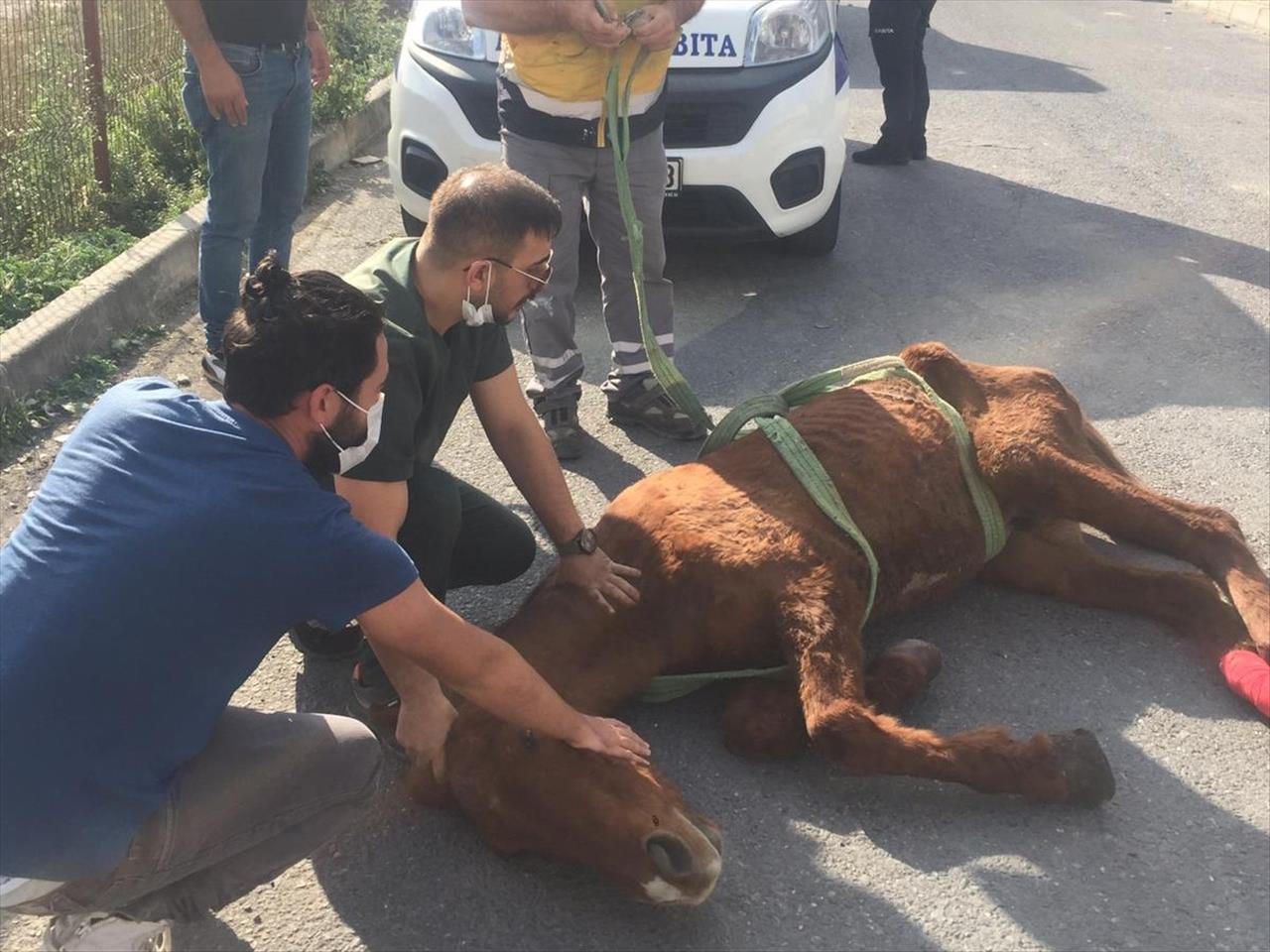 Terk Edilen Yaralı Hayvana Esenyurt Belediyesi Sahip Çıktı 