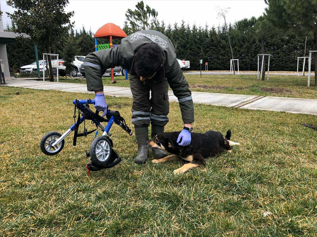 Trafik Kazasında Engelli Kalan Köpek Yürüteç İie Yeniden Hayata Tutundu