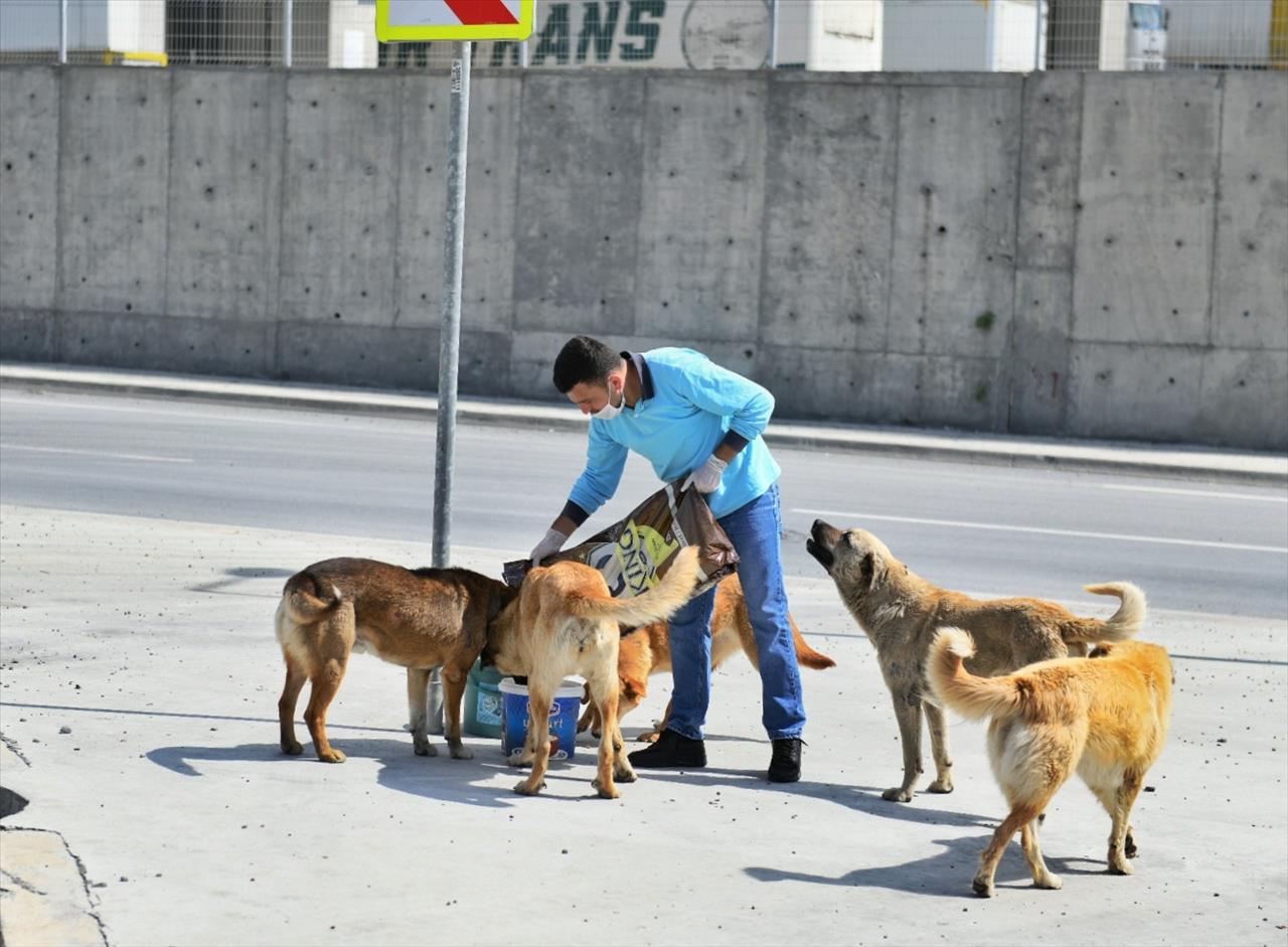 Esenyurt Belediyesi Sokak Hayvanlarına Mama Desteğini Sürdürüyor