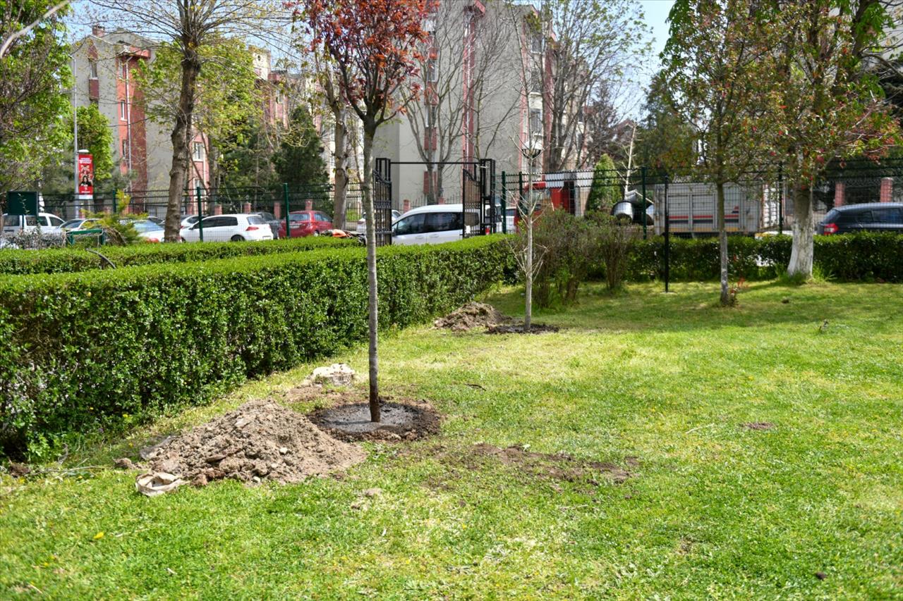 Esenyurt Belediyesi, Kesilmek Zorunda Olan Ağaçların Yerine Yeni Ağaçlar Dikti