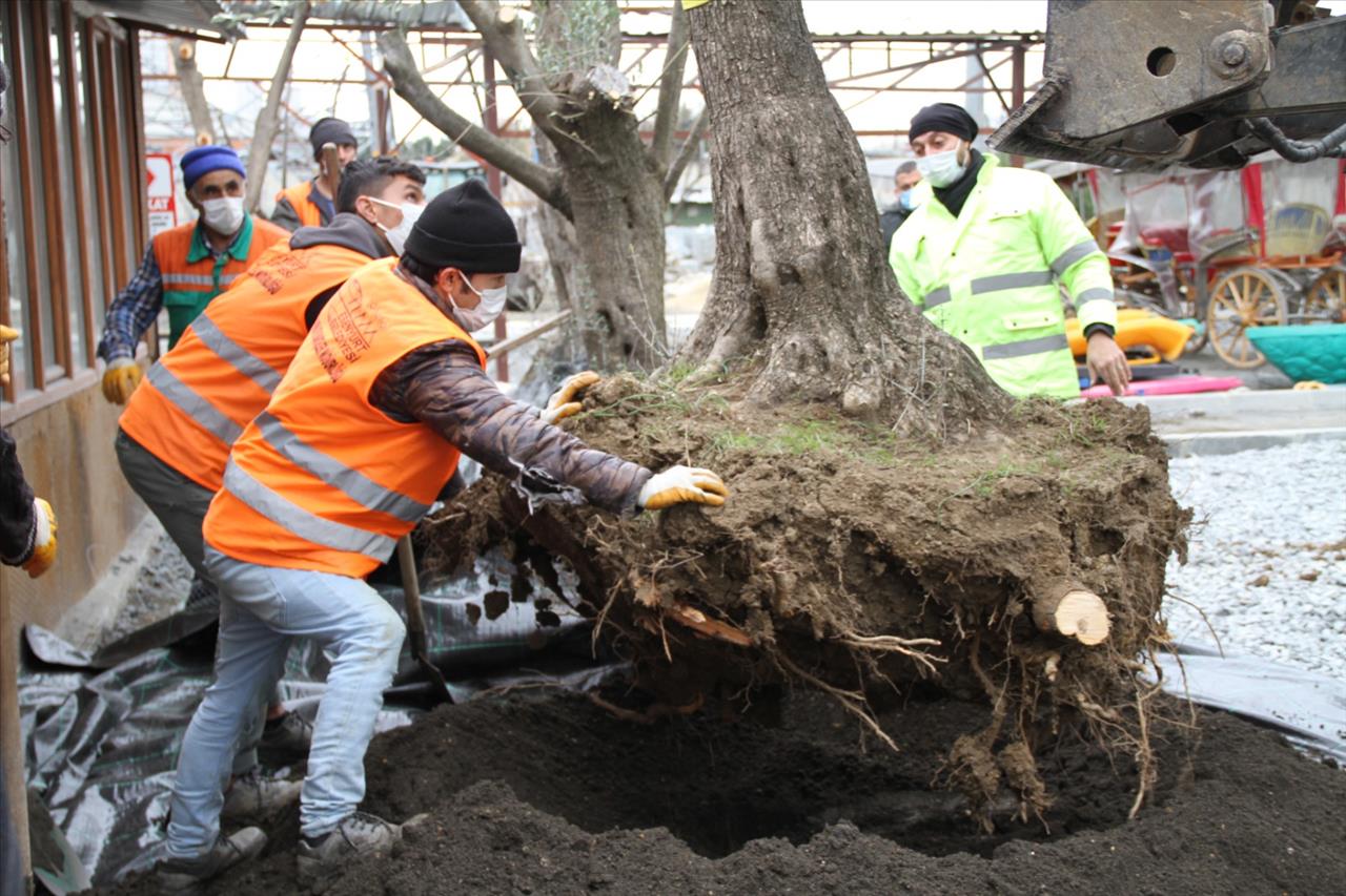 Esenyurt Belediyesi, Asırlık Zeytin Ağaçlarını Kesilmekten Kurtarıp İlçeye Kazandırdı
