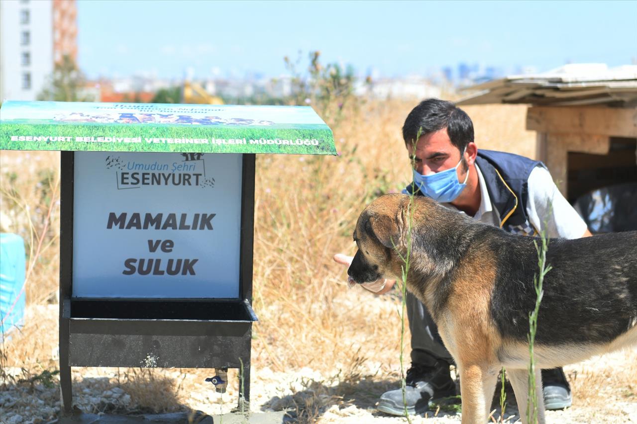 Esenyurt Belediyesi’nden Sokak Hayvanlarına Mamalık Ve Suluk