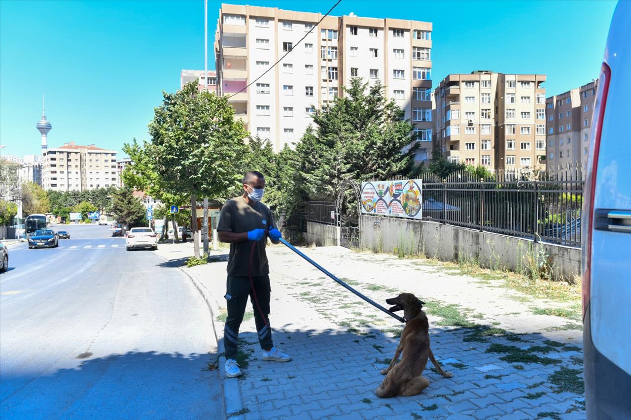 İnşaatta Mahsur Kalan Köpeği Esenyurt Belediyesi Ekipleri Kurtardı
