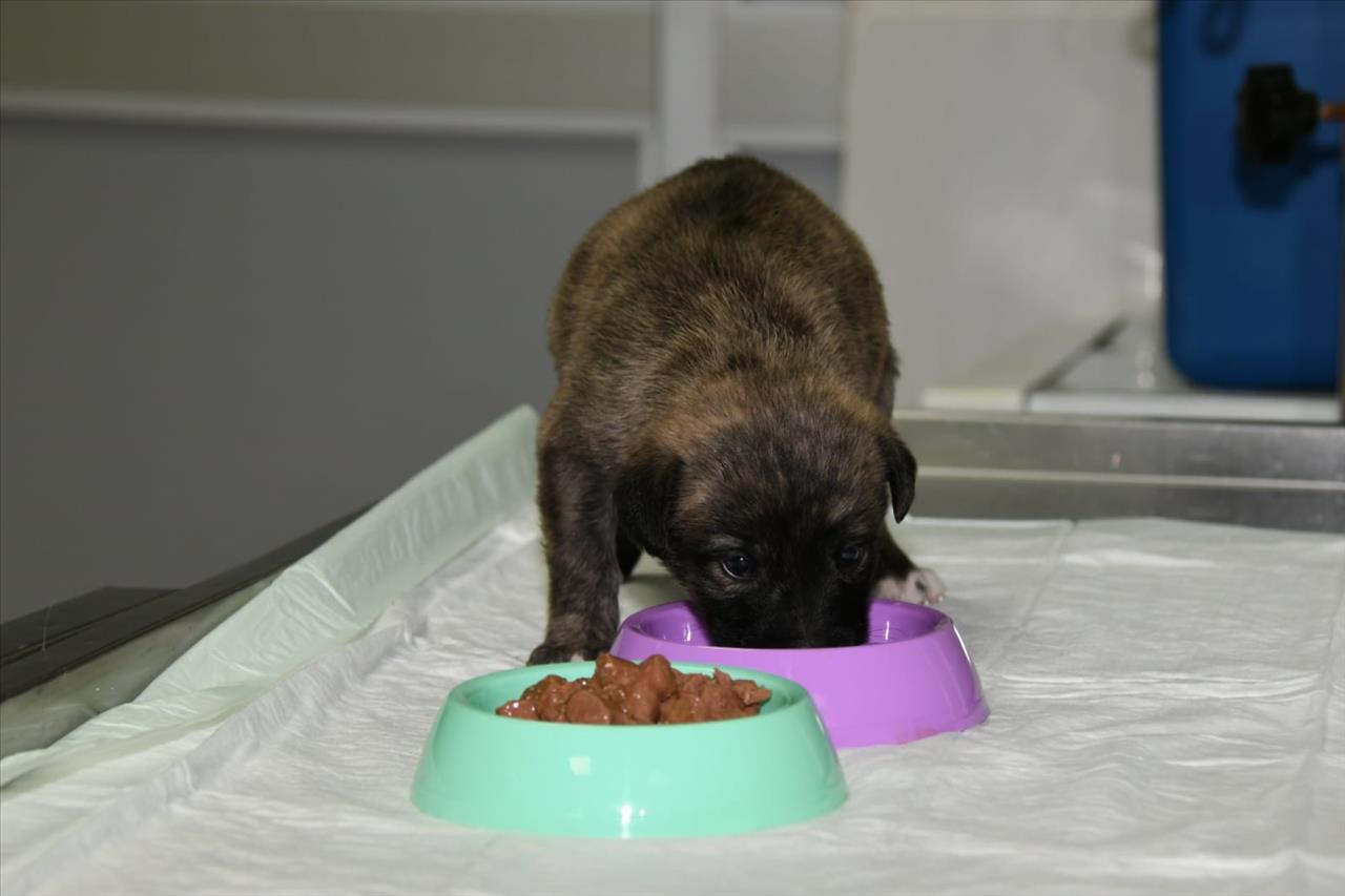 Annesiz Kalan Yavru Köpeğe Esenyurt Belediyesi Sahip Çıktı