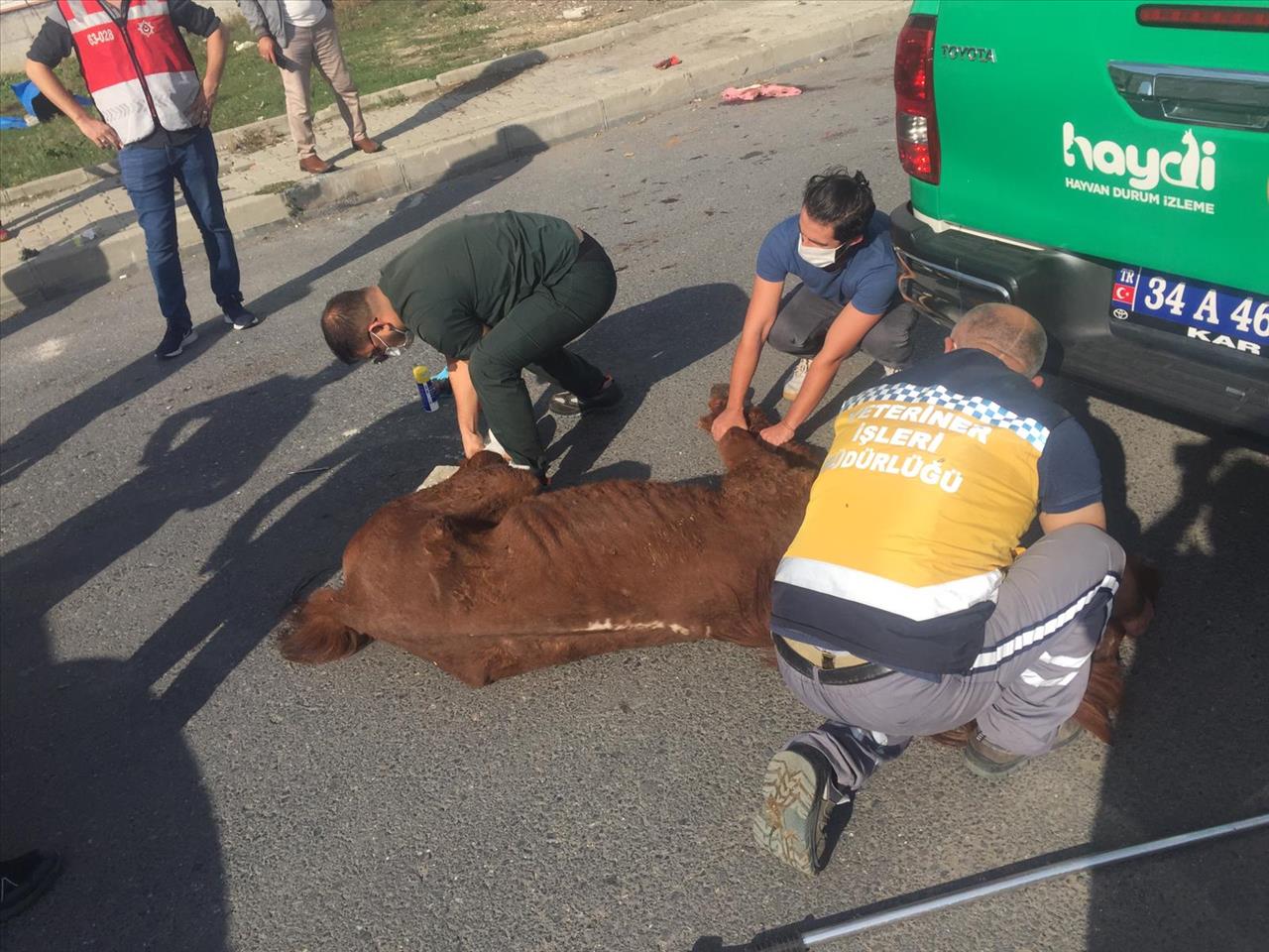 Terk Edilen Yaralı Hayvana Esenyurt Belediyesi Sahip Çıktı 