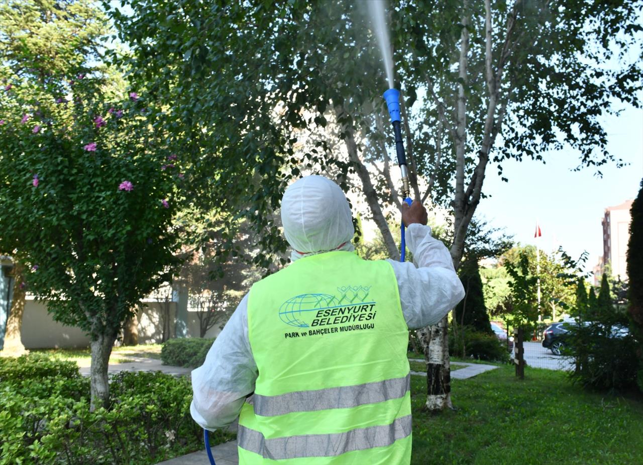 Esenyurt Belediyesi Teke Böceği ile Mücadeleyi Sürdürüyor