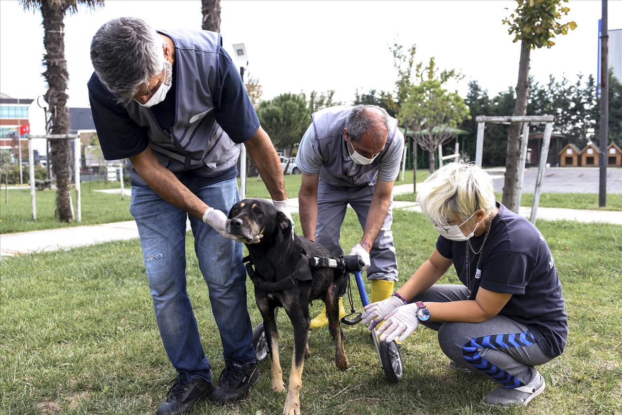 Umut Köpek Özel Tasarlanan Ortopedik Yürüteçle Hayata Tutunuyor 